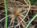Spinifex 