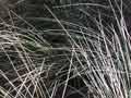 Marram grass 