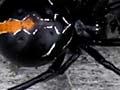 Katipō spider