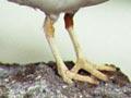Shore plover 