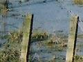 Silt-covered farmland 