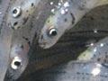 Whitebait