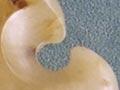Hydrogrossular