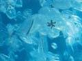 A swarm of zooplankton 