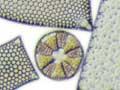 Marine diatoms