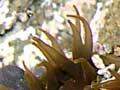 Green sea anemone 