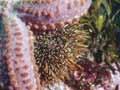 Seven-armed starfish