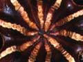 Deep-sea basket star 