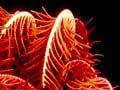 Feather star