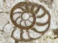 Limestone