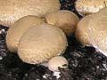 Mushroom farming