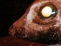New species of chimaera