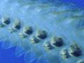A salp chain