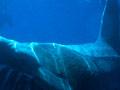 Basking shark