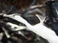 Pied shag