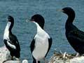 Colour variation in Stewart Island shags