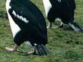 Auckland Island shags