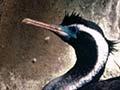 Spotted shag