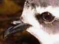 White-faced storm petrel