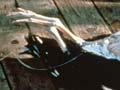 Albatrosses killed on longlines
