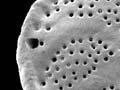 Foraminifers 
