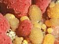 Sponges 