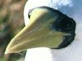 Masked boobies
