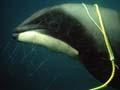 Audio: Trapped Hector’s dolphin