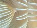 Tube worm