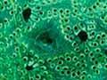 Sea squirts 