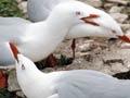 Courtship