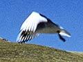 Black-billed gulls