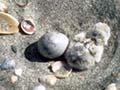 Fairy tern chick and egg