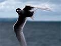 White-fronted tern