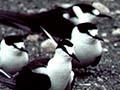 Sooty tern colony