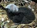 Black noddy chick