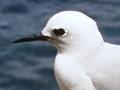 Grey noddy