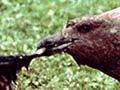 Subantarctic skuas feeding