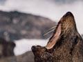 Male New Zealand fur seal
