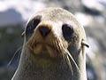 Fur seal