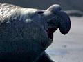 Male southern elephant seal