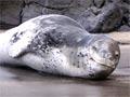 Leopard seal