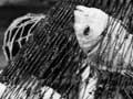 Seining