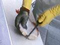 Processing orange roughy