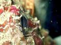 Scorpion fish 