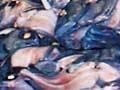 Oreo dory and orange roughy