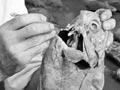 Removing ear bones