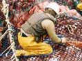 A trawler’s catch