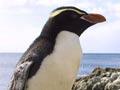 Snares crested penguin 