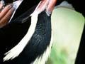 Erect-crested penguins preening